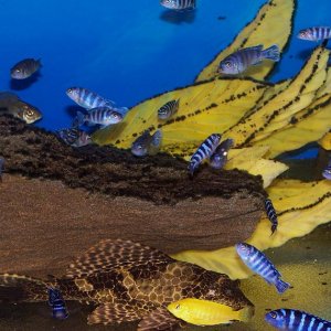 demasoni_july22_4.jpg