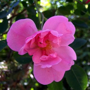 flower_16.jpg
