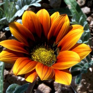 flower_15.jpg