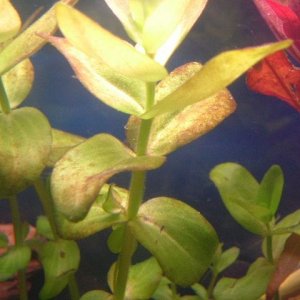 plants.JPG