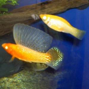 Male.sailfin.and.partner.jpg