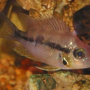 Bigcichlid.jpg