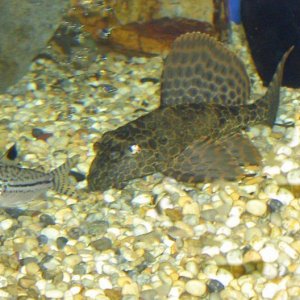 plec.leopard.cory.jpg