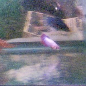 bettas.jpg