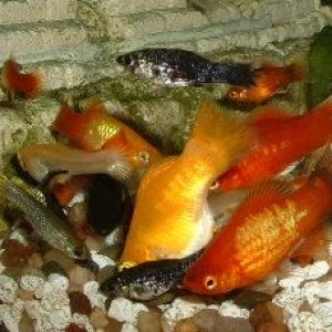 Fish_Party.JPG