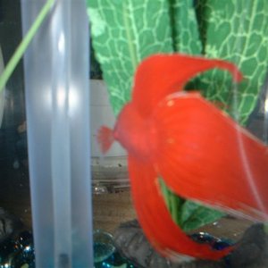 dad__s_betta_pictures_018.jpg