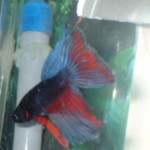 My_male_betta.jpg