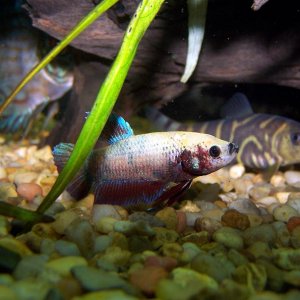 warrior_betta_2.jpg