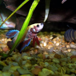warrior_betta_3.jpg