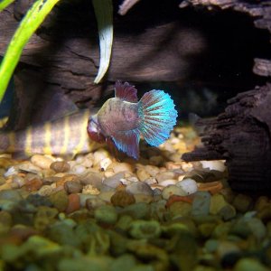warrior_betta_4.jpg