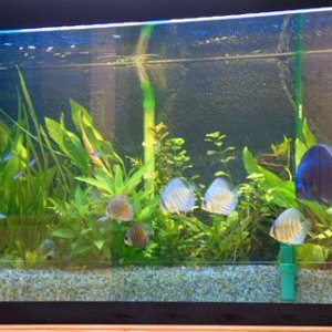 fishhouse_new_tanks3__blue_022.jpg