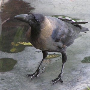 crow.jpg