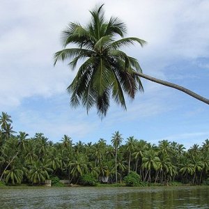 palms.jpg