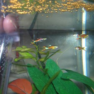 endlers_3.jpg