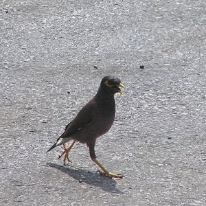 yellowbird.jpg