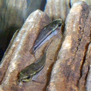 pygmycory.jpg