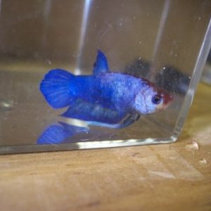 blue.JPG
