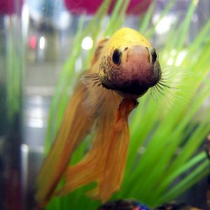 chester_1.jpg