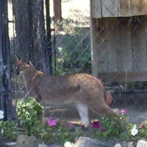 cerval.JPG