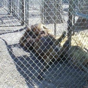 Zoo_and_such_024.jpg