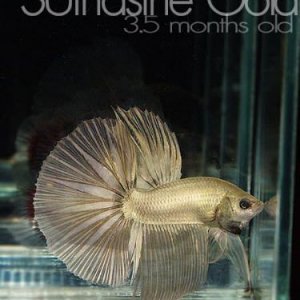 ssFgalleryhmx1_1.jpg