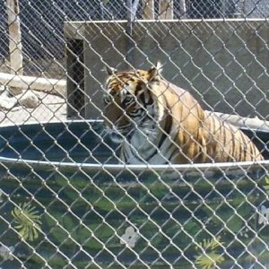 tiger3.JPG