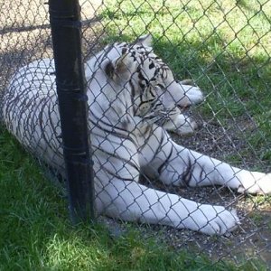 tiger4.JPG