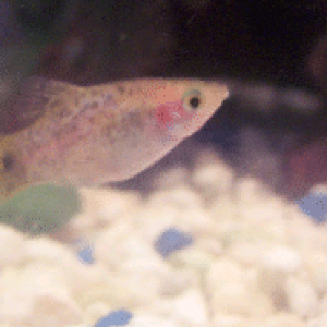 speckledyellow.PNG
