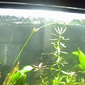 plant_2.JPG