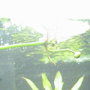 plant_3.JPG