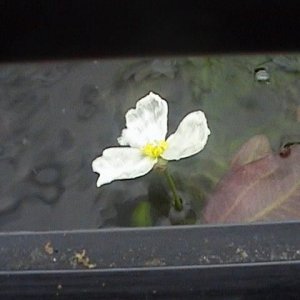 plant_4.JPG