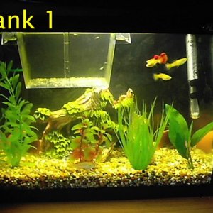 tank1.JPG