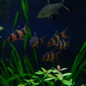 loaches.JPG