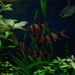 loaches2.JPG