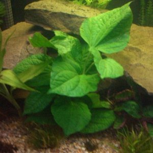 plant.JPG