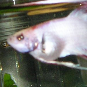 Andwer__s_fish_1_093.jpg