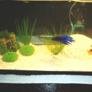 aquarium.jpg