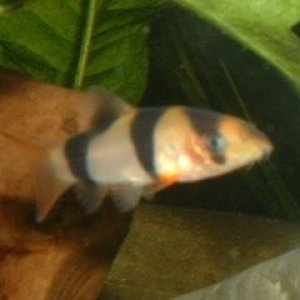 Clown_Loach.JPG