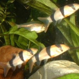 Clown_Loaches.JPG