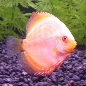 Discus4.jpg