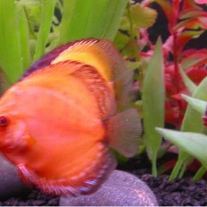 Discus5.jpg