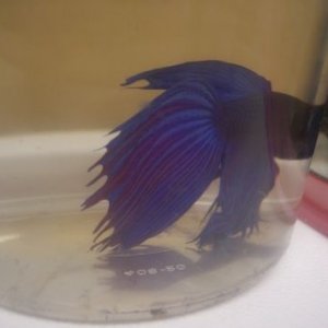 betta.JPG