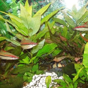 planted_tank_1.JPG