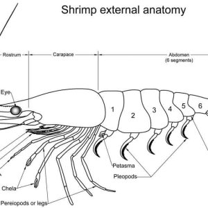 Shrimp-external-anatomy.jpg