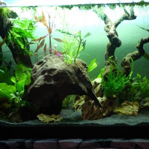 placo set up once planted.JPG