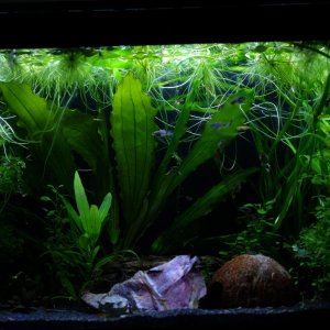 botanical hidey holes and natural decor.JPG