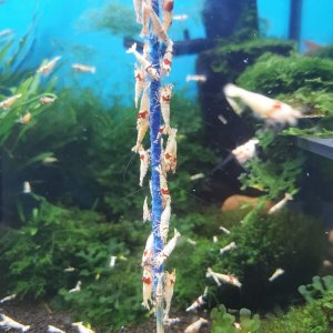 shrimp lolly.jpg
