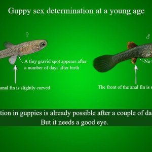 Guppy sex determination at a young age.jpg