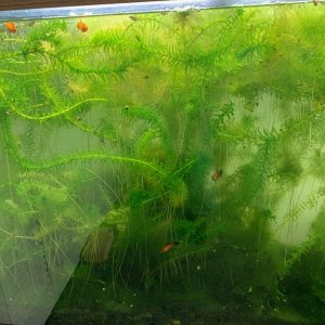 Anacharis in 45 G.jpg