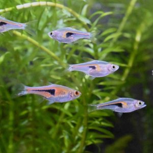 Rasbora.jpg